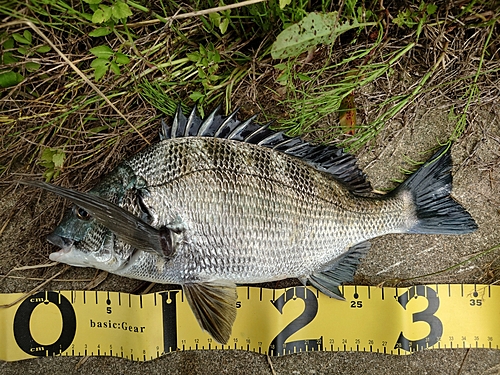 クロダイの釣果