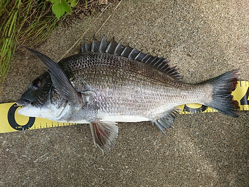 クロダイの釣果