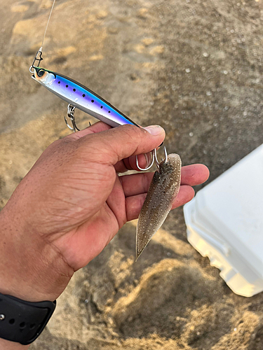 シタビラメの釣果