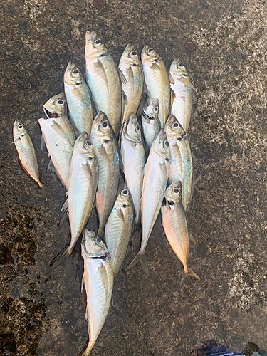 マアジの釣果