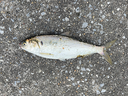 コノシロの釣果