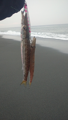 カマスの釣果