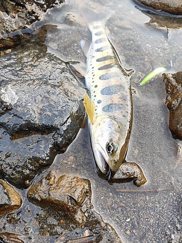 アマゴの釣果