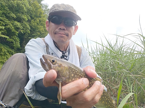 イワナの釣果