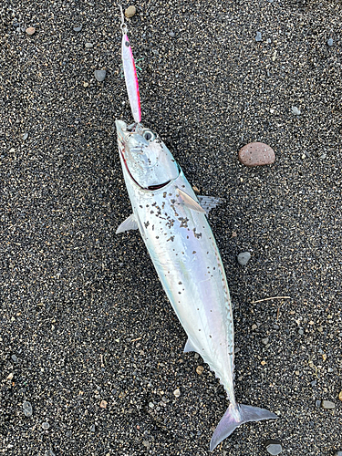 ソウダガツオの釣果