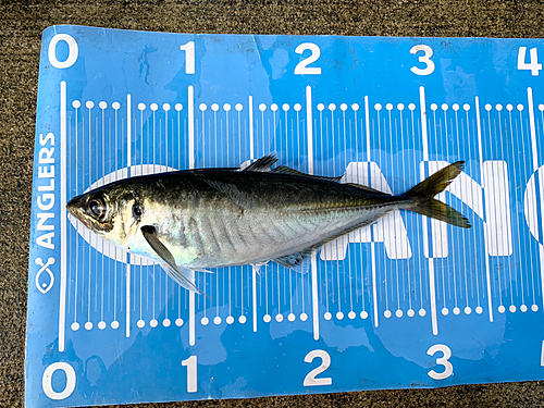 マアジの釣果