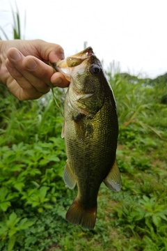 ラージマウスバスの釣果