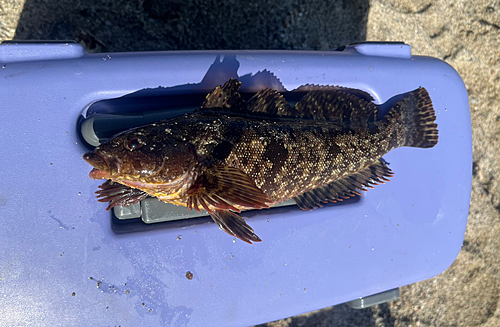 アイナメの釣果