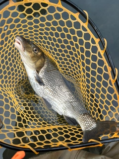 ニゴイの釣果