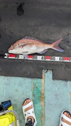 マダイの釣果