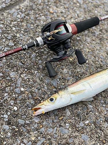 カマスの釣果