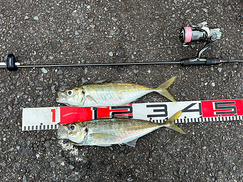 アジの釣果