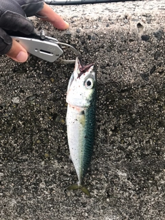 サバの釣果