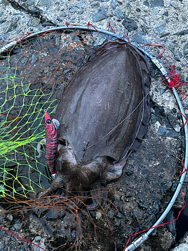 モンゴウイカの釣果