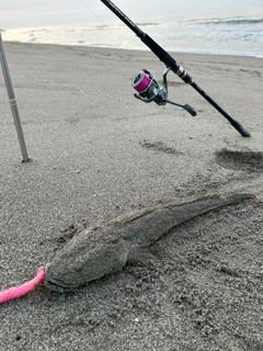 マゴチの釣果