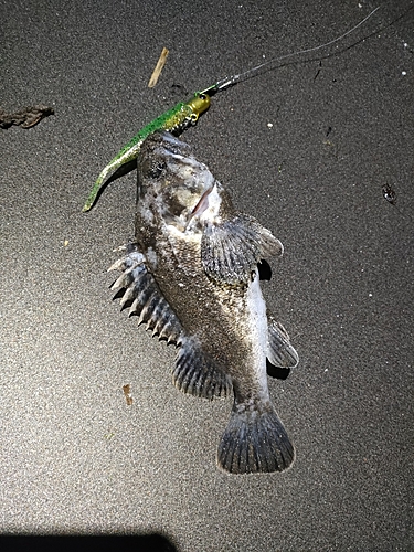 クロソイの釣果