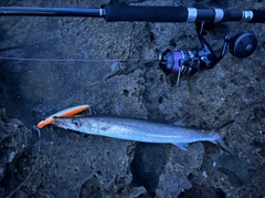 カマスの釣果