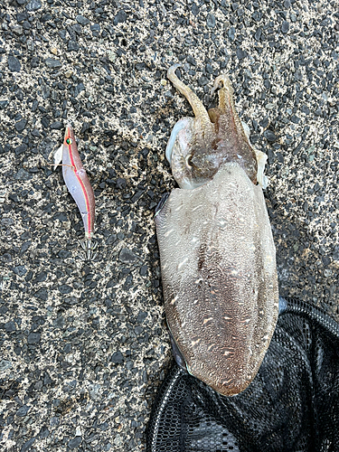 モンゴウイカの釣果