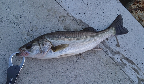 スズキの釣果