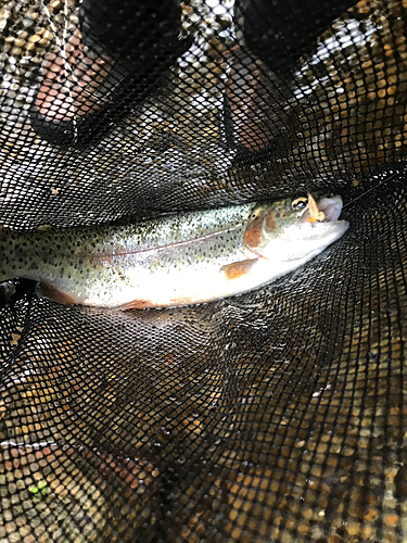 ニジマスの釣果