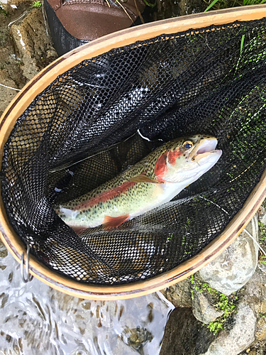 ニジマスの釣果