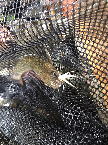 イワナの釣果