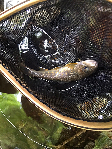 イワナの釣果