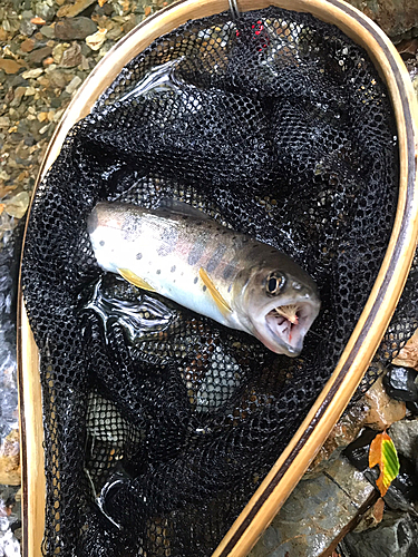 ヤマメの釣果