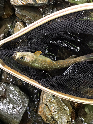 イワナの釣果