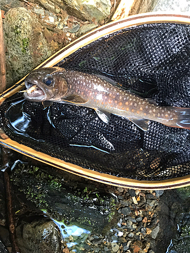 イワナの釣果