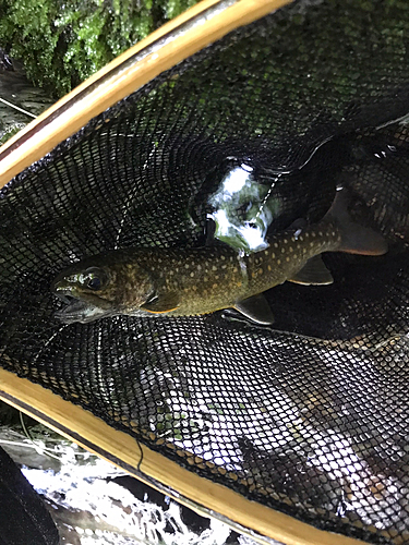 イワナの釣果