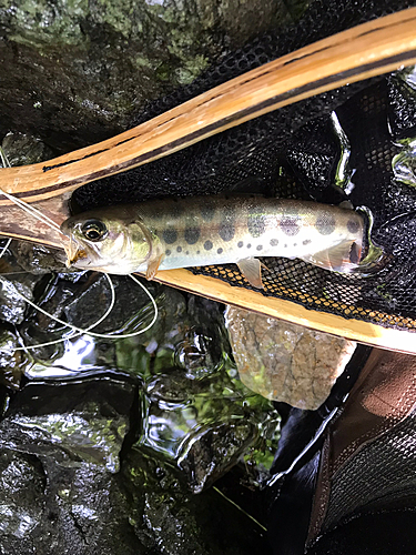 ヤマメの釣果