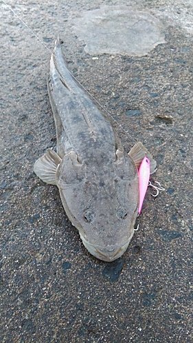 マゴチの釣果