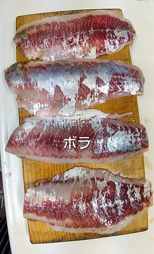 ボラの釣果