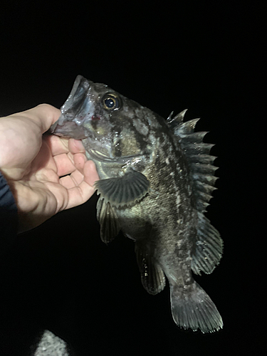 クロソイの釣果