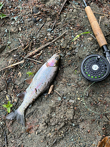 レインボートラウトの釣果