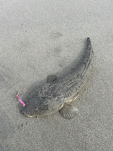 マゴチの釣果