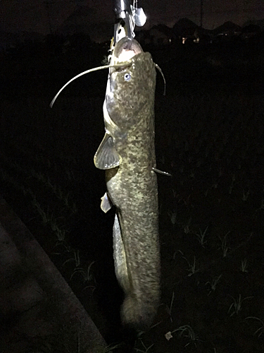 マナマズの釣果