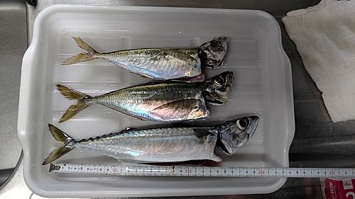サバの釣果