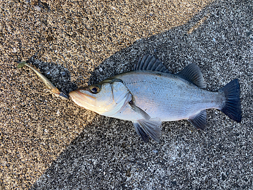 セイゴ（ヒラスズキ）の釣果