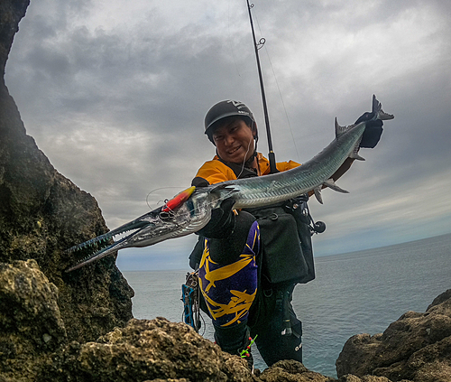 ダツの釣果