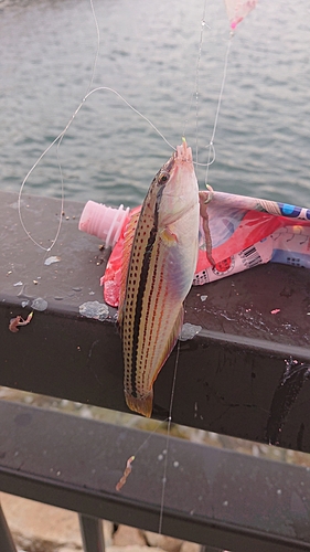 キュウセンの釣果