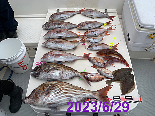 マダイの釣果