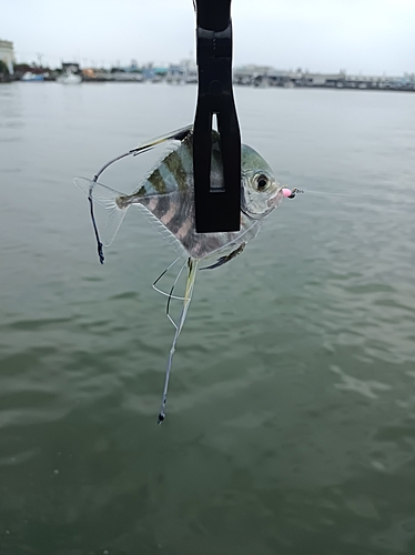 イトヒキアジの釣果