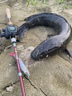 ライギョの釣果