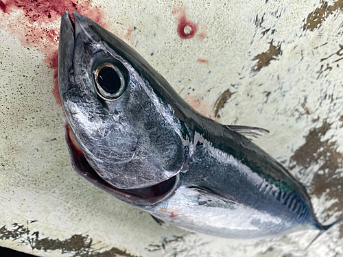 ソウダガツオの釣果