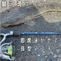 マゴチの釣果