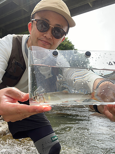 アユの釣果