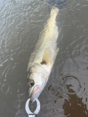 セイゴ（マルスズキ）の釣果