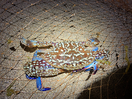 タイワンガザミの釣果